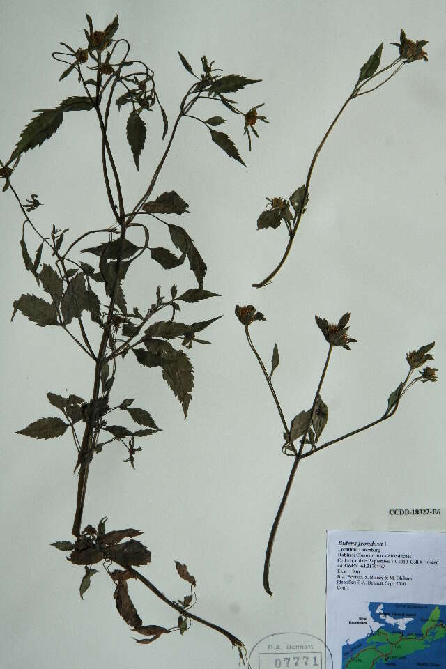 صورة Bidens frondosa L.