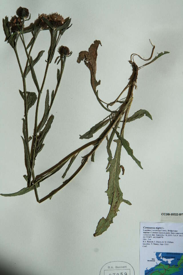 Image of lesser knapweed