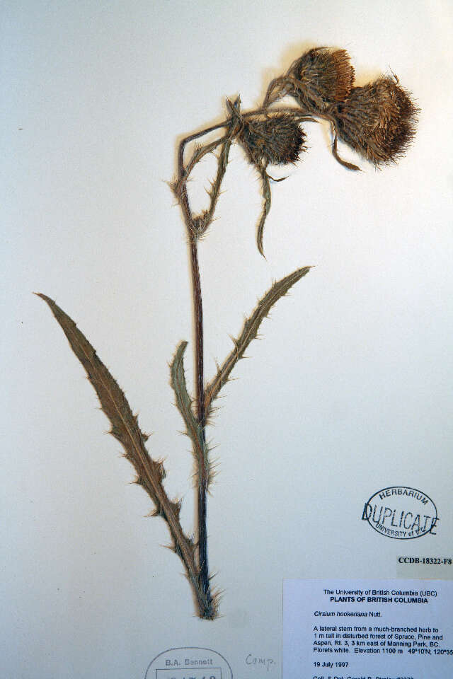 Image of Elk Thistle