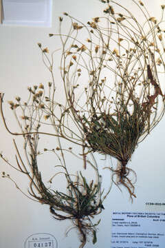 Image of smooth hawksbeard