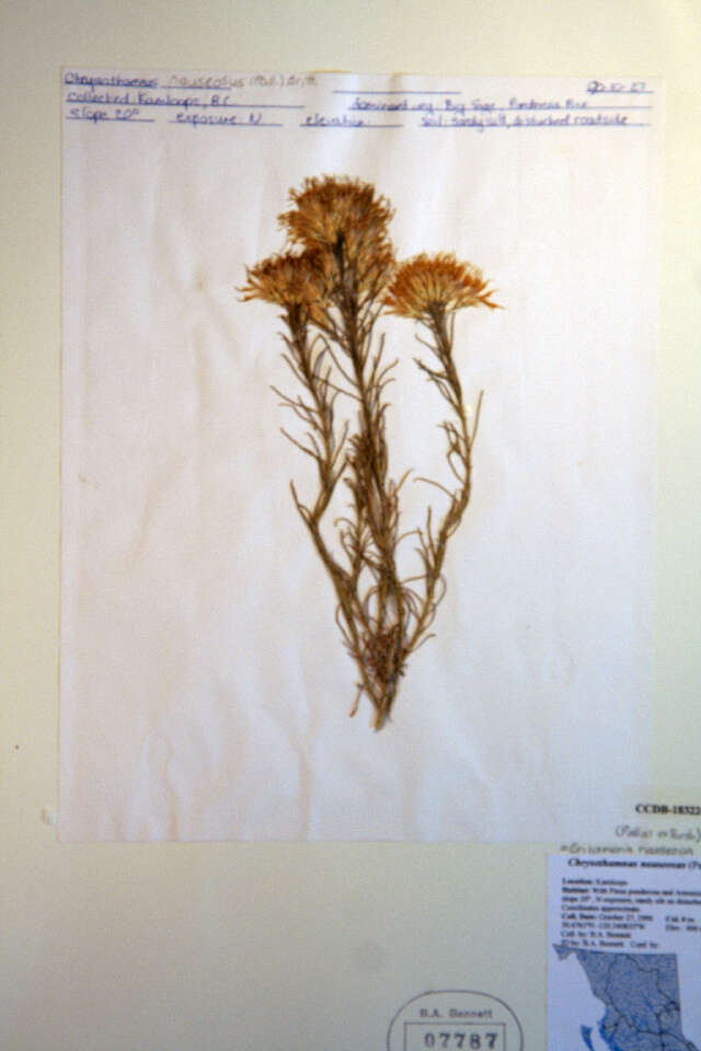 Image of rubber rabbitbrush