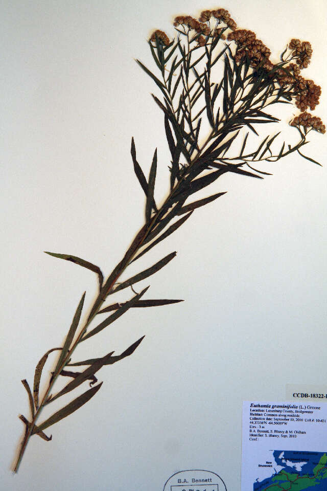 Plancia ëd Euthamia graminifolia