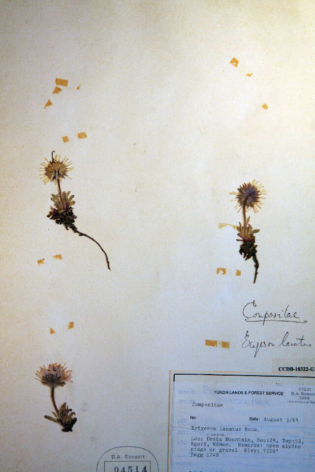 Image de Erigeron lanatus (A. Nels. & J. F. Macbr.) Hook.