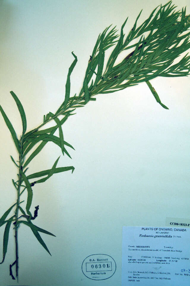 Plancia ëd Euthamia graminifolia