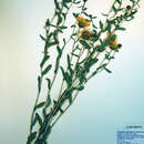 Image of Grindelia squarrosa (Pursh) Dunal