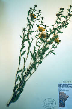 Image of Curly-cup gumweed