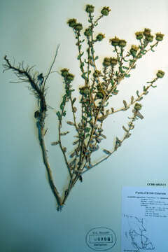 Image of Curly-cup gumweed