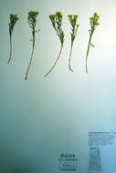 Image of broom snakeweed