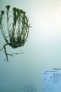 Image of broom snakeweed