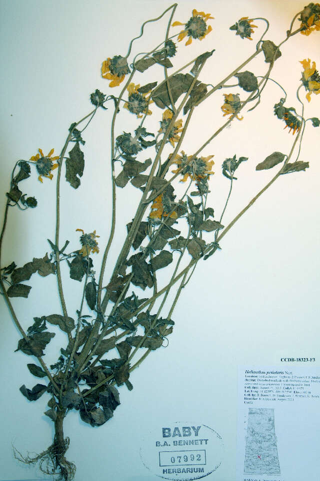 Image of prairie sunflower