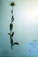 Image of oneflower helianthella