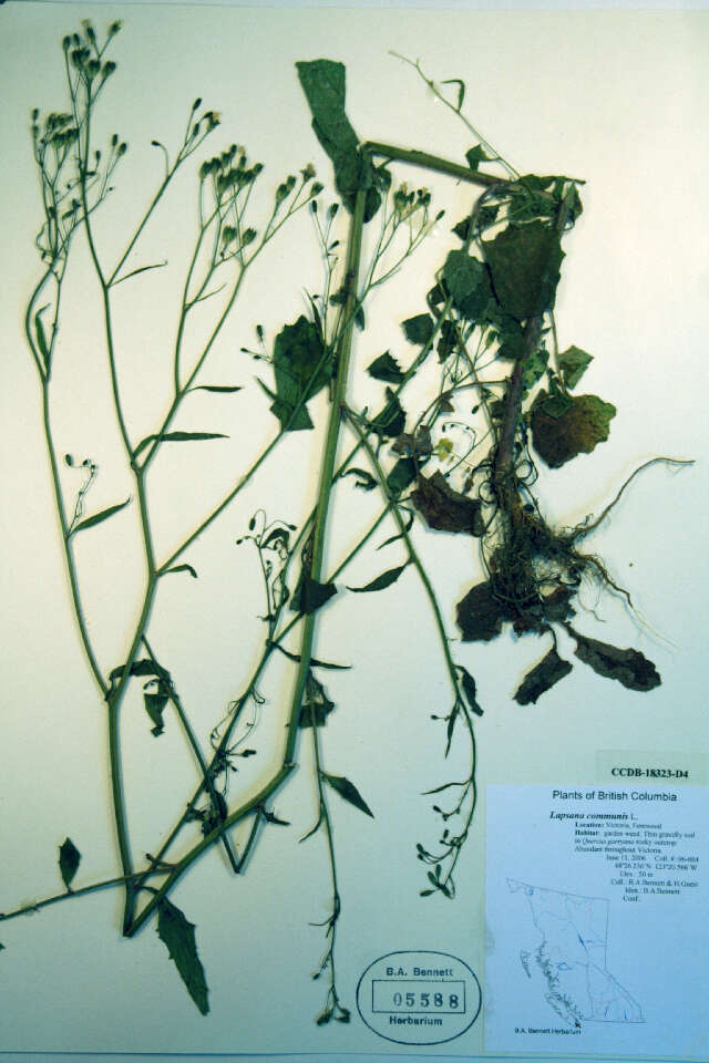 Image of nipplewort