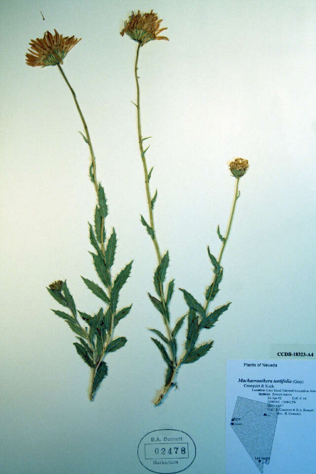 Image of Mojave woodyaster