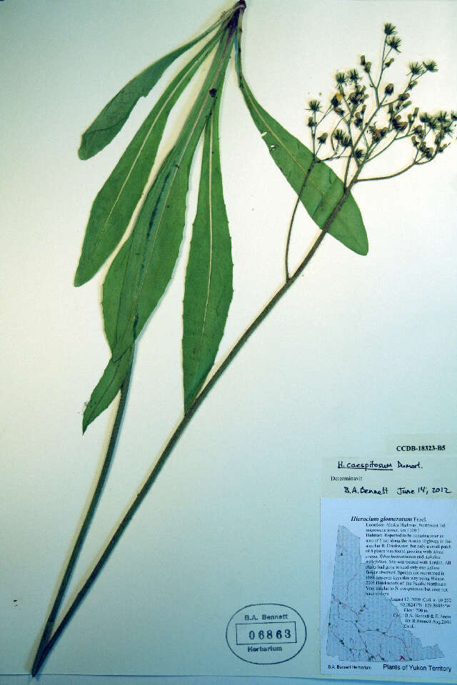 Imagem de Hieracium piloselloides