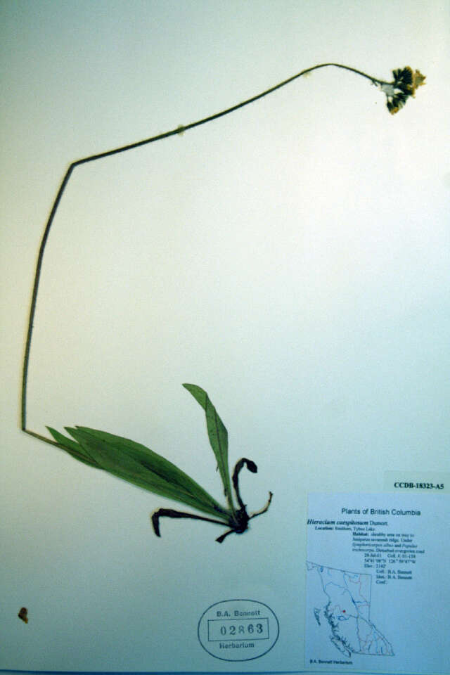 Image de Hieracium piloselloides