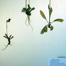 Слика од Hieracium graciliusculum (Zahn) Omang