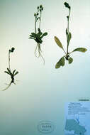 Слика од Hieracium graciliusculum (Zahn) Omang