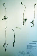 Слика од Hieracium graciliusculum (Zahn) Omang