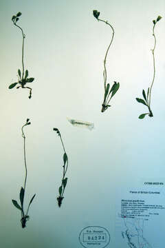 Слика од Hieracium graciliusculum (Zahn) Omang