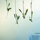 Image of Hieracium triste Willd. ex Spreng.