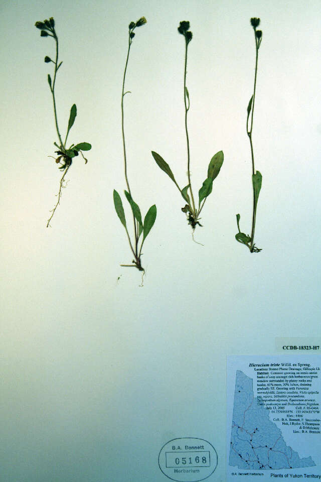 Image of Hieracium triste Willd. ex Spreng.
