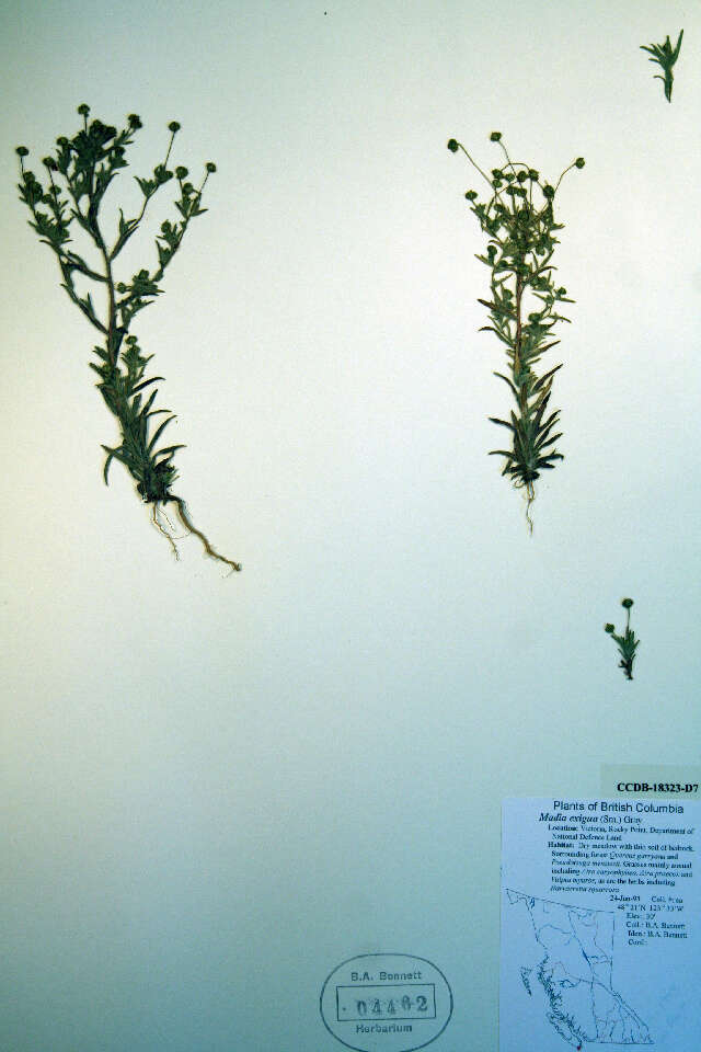 Image of small tarweed