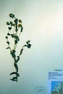 Image of Small Fleabane