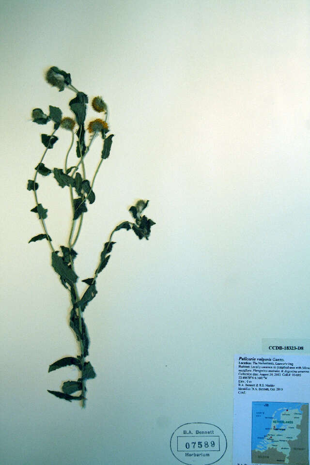 Image of Small Fleabane