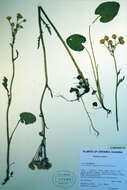 Image of golden ragwort