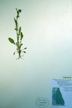 Image of Rayless Mountain Groundsel