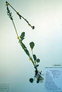 Image of Rayless Alpine Groundsel