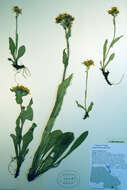 Image of Small Black-Tip Ragwort