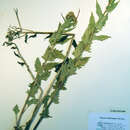 Image of Mt. Sheldon ragwort