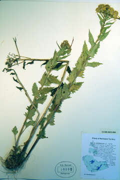 Image of Mt. Sheldon ragwort