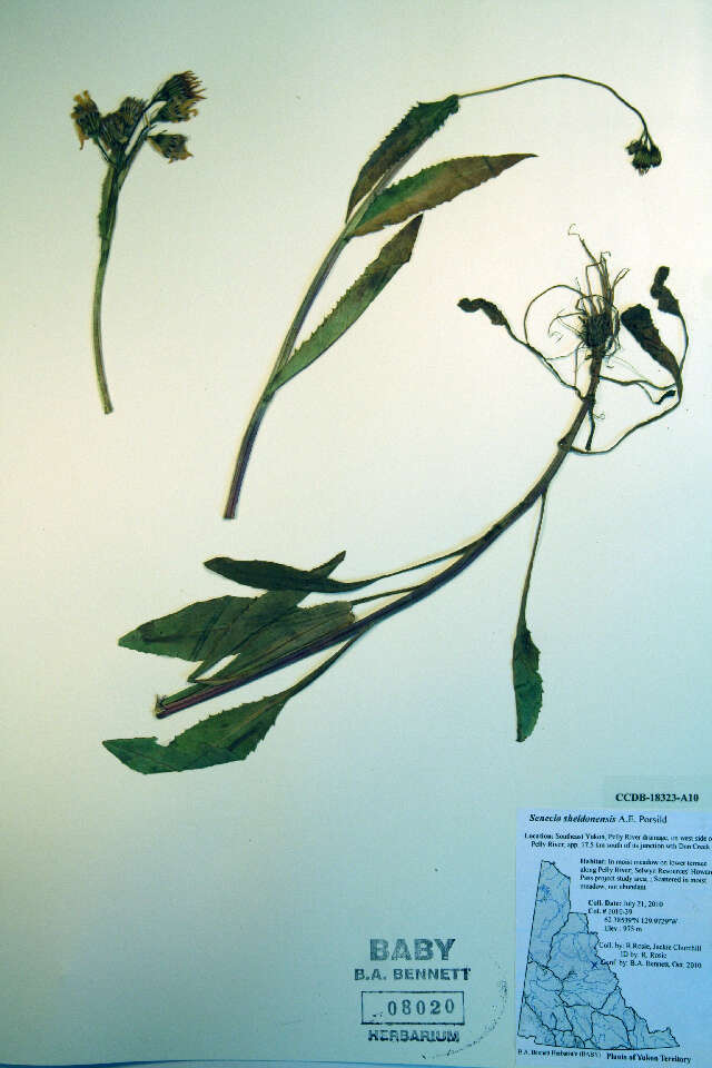 Image of Mt. Sheldon ragwort