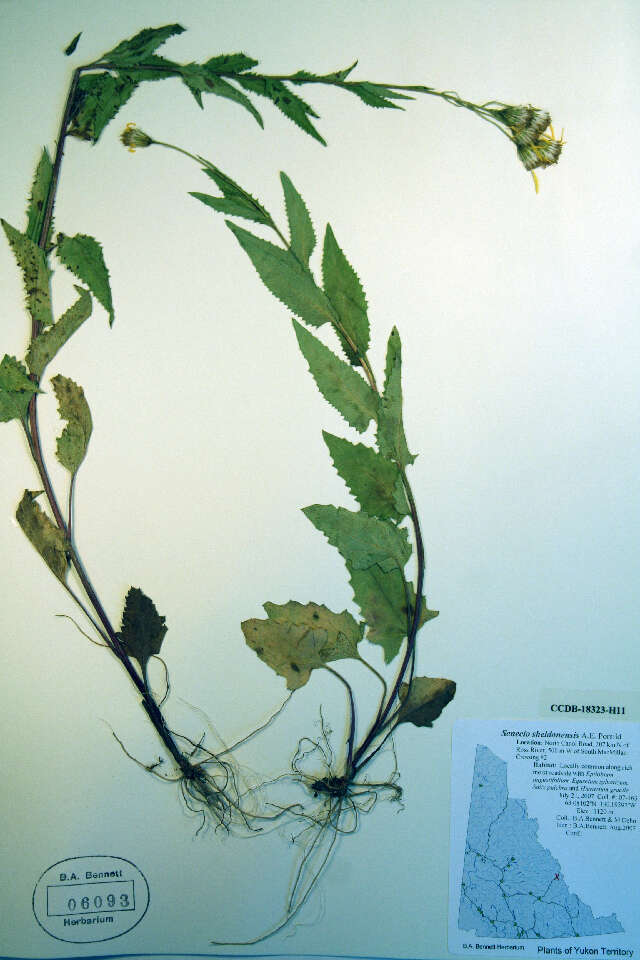 Image of Mt. Sheldon ragwort