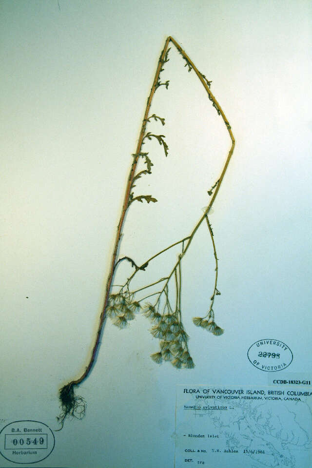 Image of wood groundsel, heather groundsel