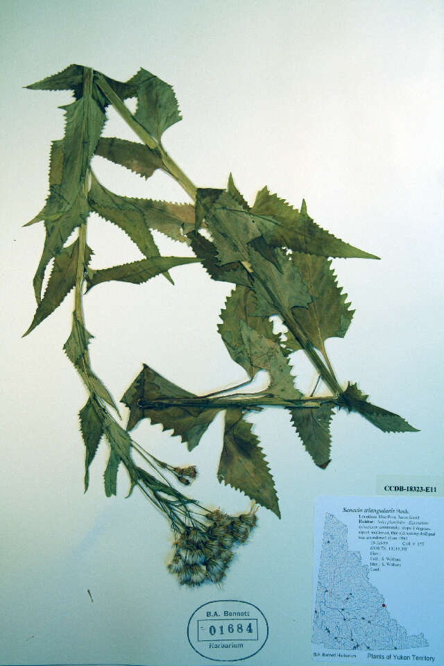 Image of arrowleaf ragwort