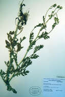 Image of sticky groundsel