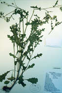 Image of groundsel