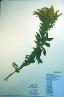 Image of Canada goldenrod