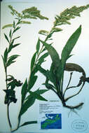 صورة Solidago juncea Ait.