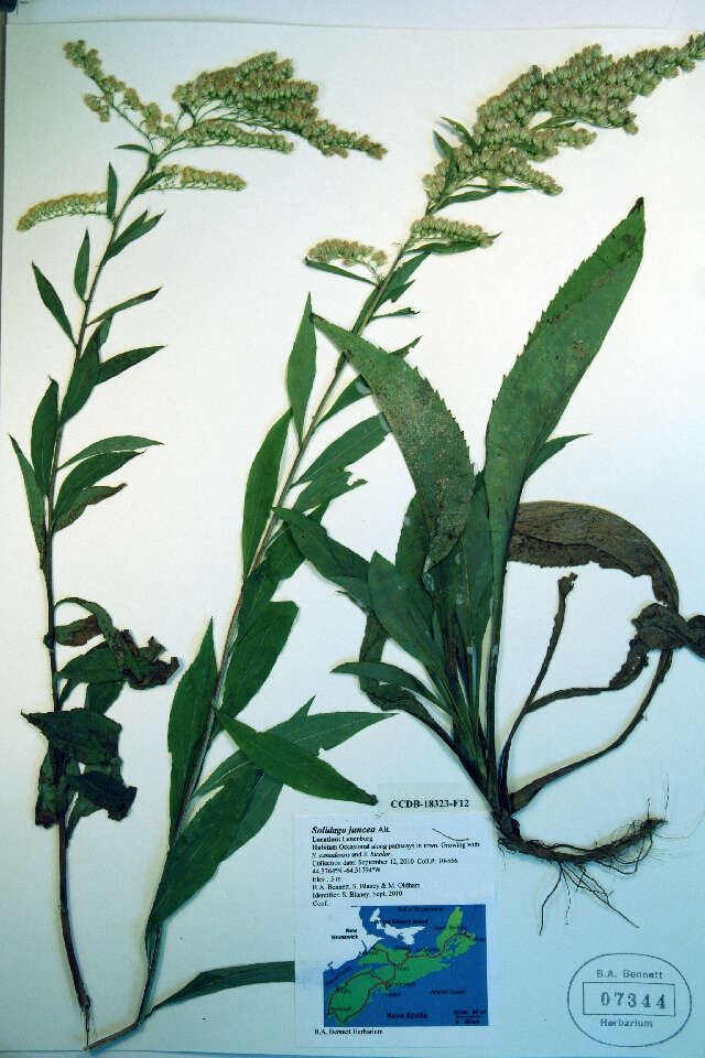 صورة Solidago juncea Ait.