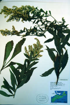 Image of Elliott's goldenrod