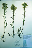 Image of Missouri goldenrod