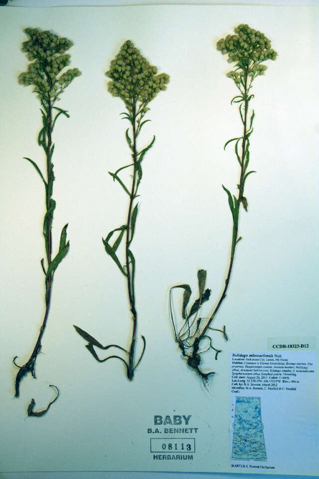 Image of Missouri goldenrod