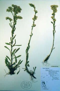 Solidago nemoralis Ait.的圖片