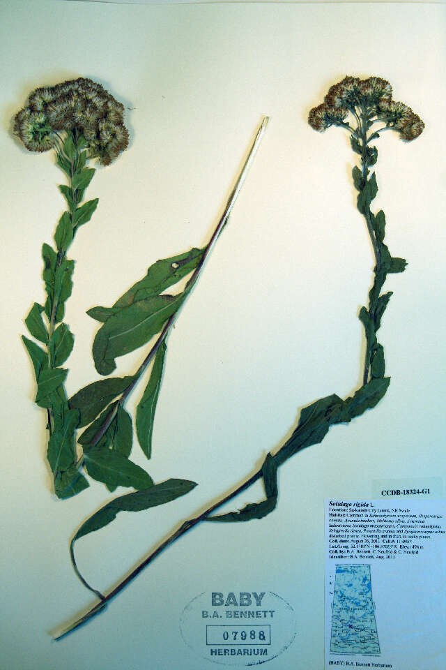 Слика од Solidago rigida L.