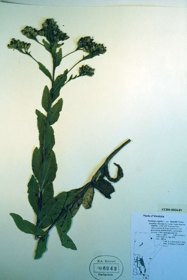 Слика од Solidago rigida L.