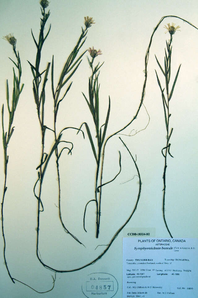 Image de Symphyotrichum boreale (Torr. & A. Gray) A. Löve & D. Löve